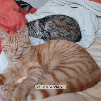 Photo 1/1 Tchay Chat lost in Jonzac