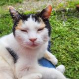 Picture of cat lost at Meythet