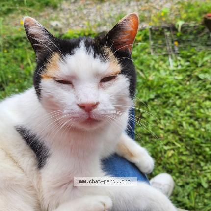 Photo 1/1 BIANCA Chat lost in Meythet