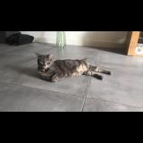 Picture of cat lost at Morigny Champigny