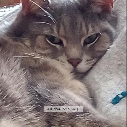 Photo 1/1 Leeloo Chat lost in Saint ambroise de kildare