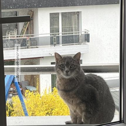 Foto einer verlorenen Katze in Romont Fr