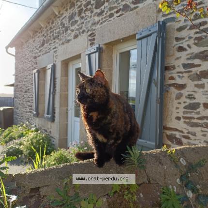 Photo 1/1 Shy Chat lost in Pordic