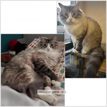 Foto 1/1 Wiedergefundene Katze Verloren in Lausanne