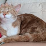 Picture of cat lost at Champvallon