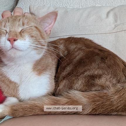 Photo 1/1 Linux Chat lost in Champvallon