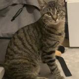 Picture of cat lost at Strasbourg