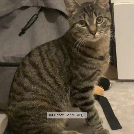 Photo 1/1 Luna Chat lost in Strasbourg