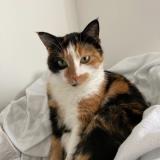 Picture of cat lost at Roche