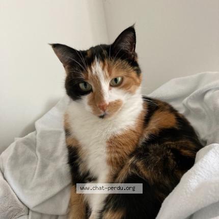 Photo 1/1 MILA Chat lost in Roche