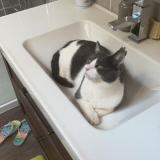 Picture of cat lost at Guillerhand Granges