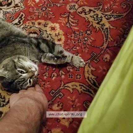 Foto van vermiste kat in Saint Gilles