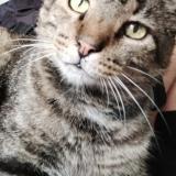 Picture of cat lost at Vence