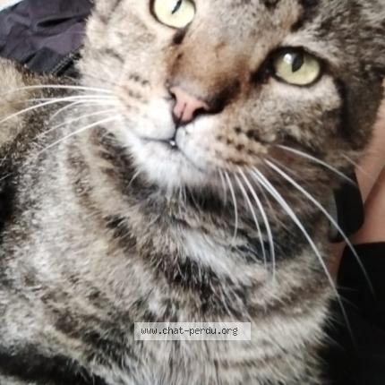 Photo 1/1 Titi Chat lost in Vence