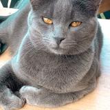 Picture of cat lost at Meriel