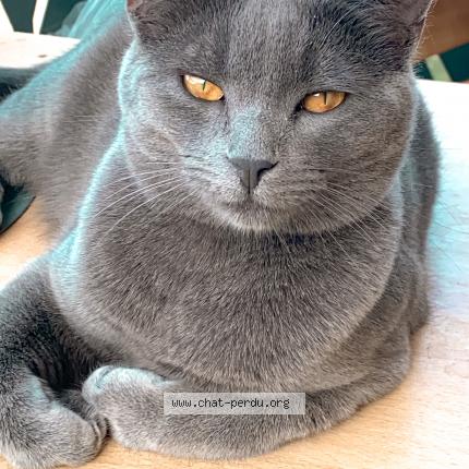 Photo 1/1 Lady Chat lost in Meriel