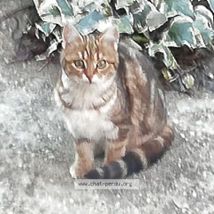 Photo 1/1 Cat reunited Lost in Sauveterre du gard