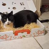 Picture of cat lost at Nort Sur Erdre