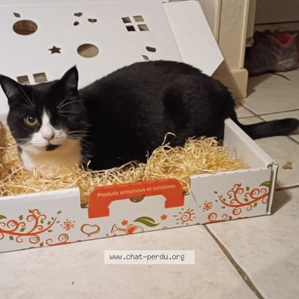 Photo 1/1 Sparow Chat lost in Nort sur erdre