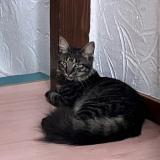 Picture of cat lost at Koetzingue