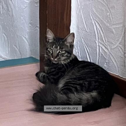 Photo 1/1 Spyro Chat lost in Koetzingue