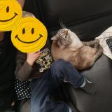 Picture of cat lost at Lomme