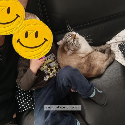 Photo 1/1 Blue Chat lost in Lomme