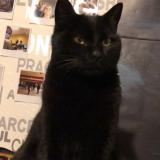 Picture of cat lost at Meyzieu