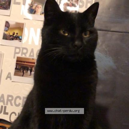 Photo 1/1 sayen Chat lost in Meyzieu