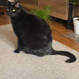 Picture of cat lost at Montfermeil