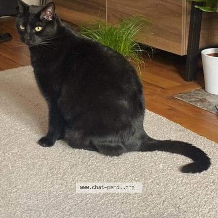 Photo 1/1 Ébène Chat lost in Montfermeil