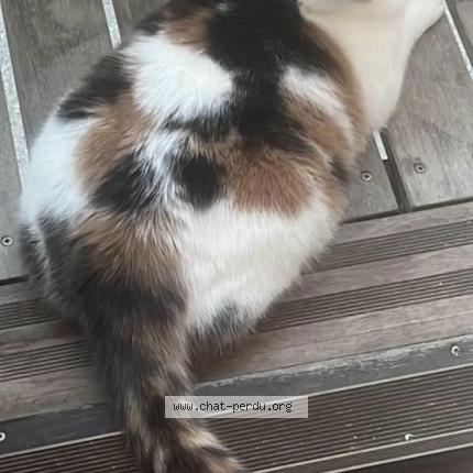 Foto 1/1 Wiedergefundene Katze Verloren in Chene Bougeries