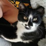 Picture of cat lost at Champniers Reilhac