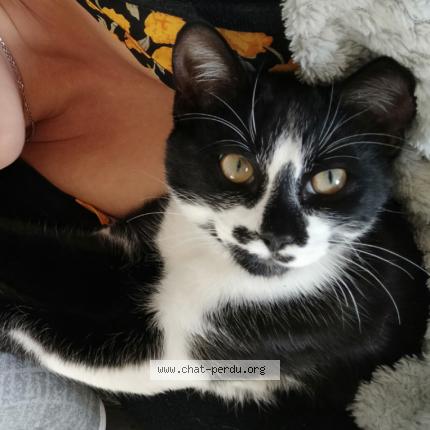 Photo 1/1 Cat reunited Lost in Champniers reilhac