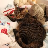 Picture of cat lost at Criquebeuf Sur Seine