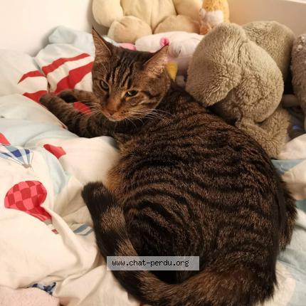 Photo 1/1 Phenox Chat lost in Criquebeuf sur seine