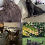 Picture of cat lost at Vallauris