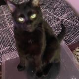 Picture of cat lost at Bruyeres Le Chatel