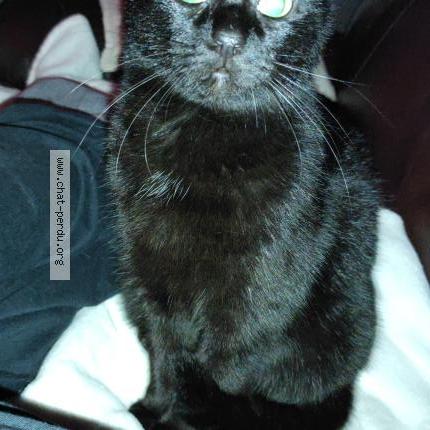 Photo 2/2 p'tite noire Chat lost in Bruyeres le chatel