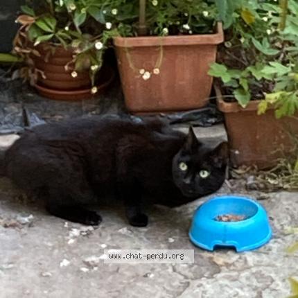Foto einer gefundenen Katze in Geneve