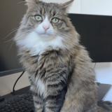 Picture of cat lost at Saint Raphael