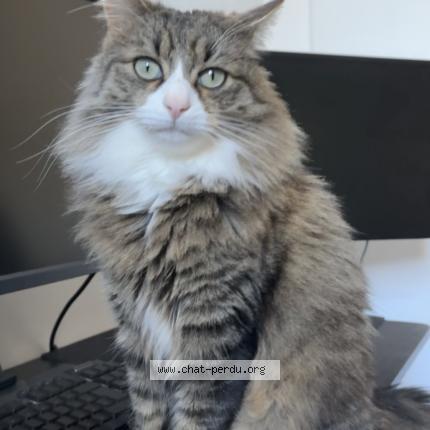 Photo 1/1 Helios Chat lost in Saint raphael