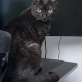 Picture of cat lost at Saint Raphael