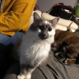 Picture of cat lost at Houssay