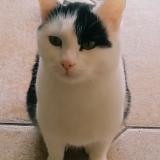 Picture of cat lost at Gaudechart