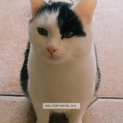 Photo 1/1 Filou Chat lost in Gaudechart