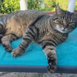 Picture of cat lost at Bois Guillaume