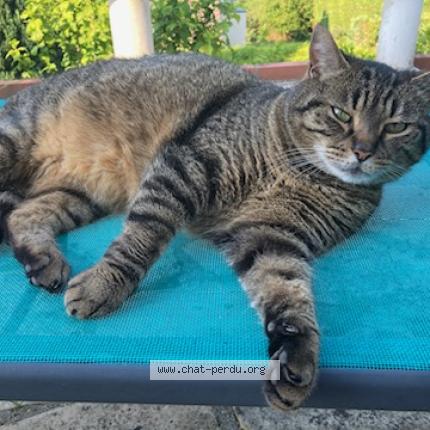 Photo 1/1 Cat reunited Lost in Bois guillaume