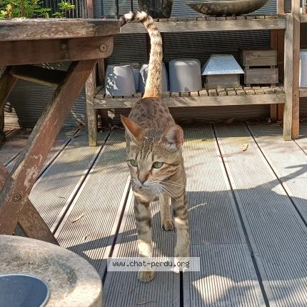 Photo 1/1 Théa Chat lost in Wasquehal