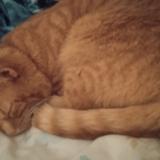 Picture of cat lost at Meyrin